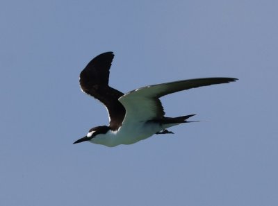 Sooty Tern in flight