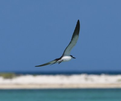 Sooty Tern