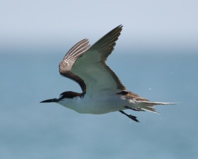 Sooty Tern