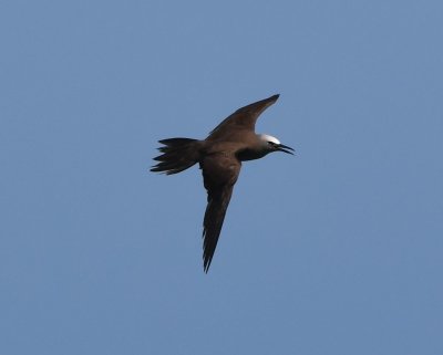 Brown Noddy in flight