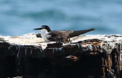 Bridled Tern resting on one of the old pier supports