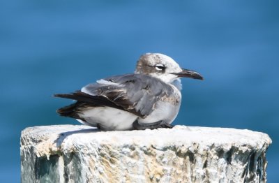 First winter Laughing Gull