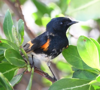 Male American Redstart