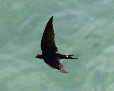Barn Swallow swooping over the water at the S end of the key