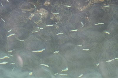 Little fish in the water of Garden Key