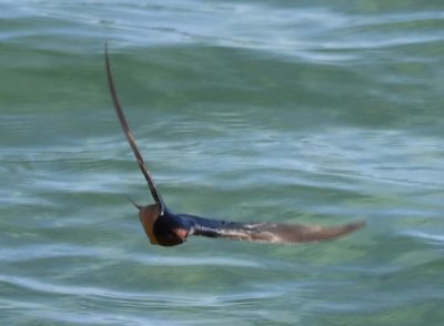 Barn Swallow