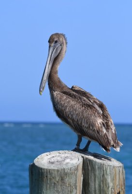 Juvenile Brown Pelican