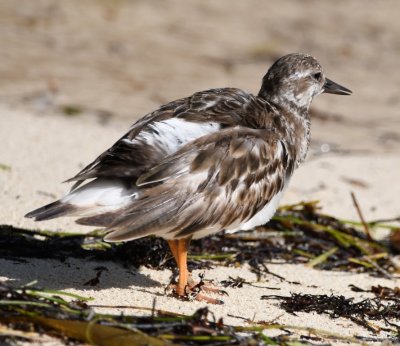 Adult nonbreeding plumage Ruddy Turnstone