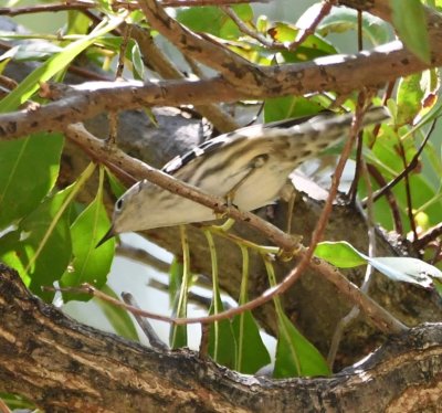 Back inside the fort, we found this female Black-and-white Warbler.