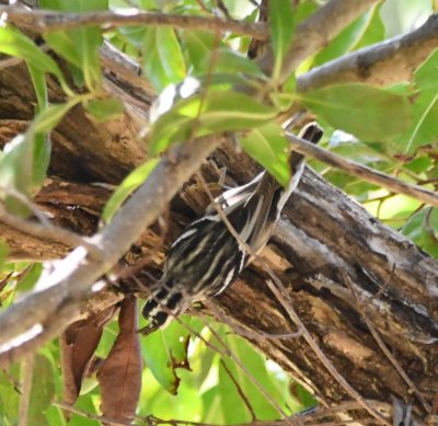 Black-and-white Warbler