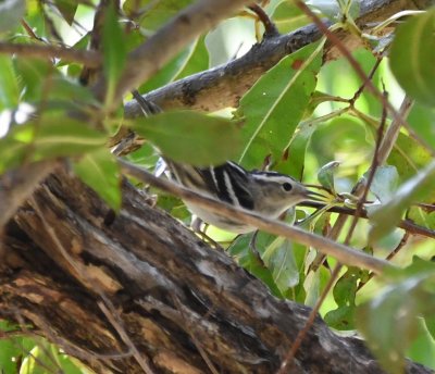 Female Black-and-white Warbler