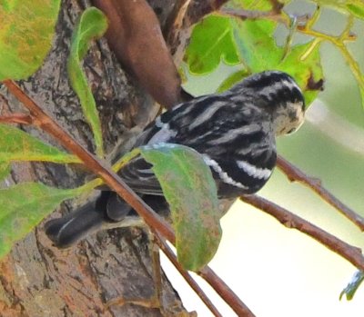 Female Black-and-white Warbler
