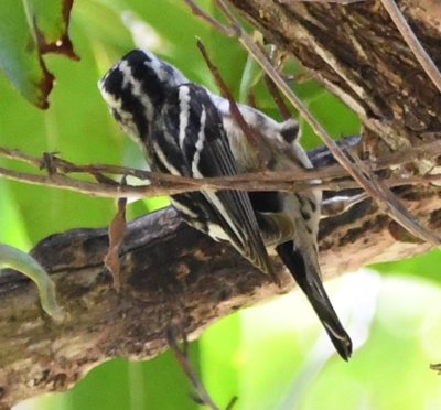Female Black-and-white Warbler