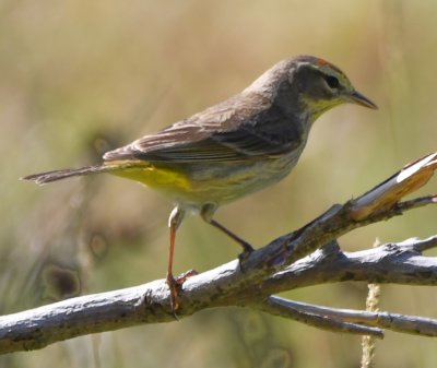 Palm Warbler
