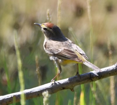Palm Warbler