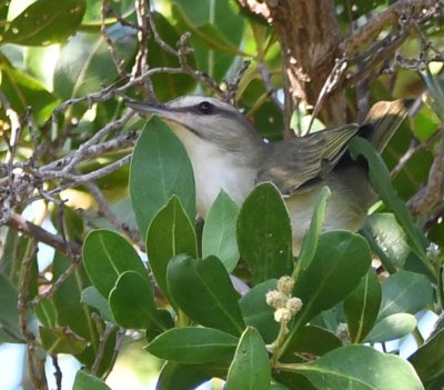 Black-whiskered Vireo