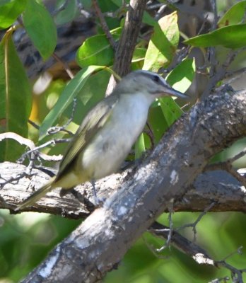 Black-whiskered Vireo