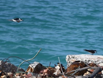 Bridled Tern flying toward a Sooty Tern on the rocks