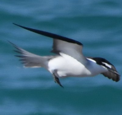 Bridled Tern in flight