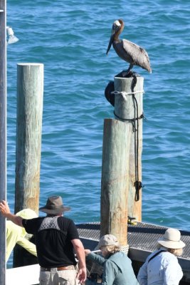 An adult Brown Pelican oversees their disembarking.