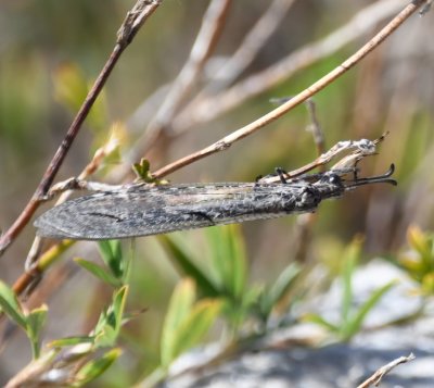 Is this a fishfly?