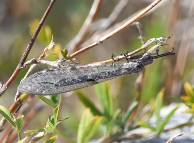 fishfly?