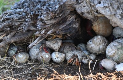 Steve found a hollow stump where a bunch of hermit crabs were gathering.