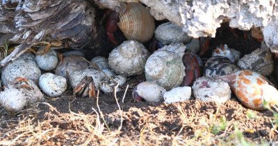 A hermit crab hostel