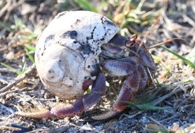 Hermit crab