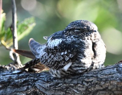 One of the campers on the beach asked some of our group if they could identify this Common Nighthawk.
