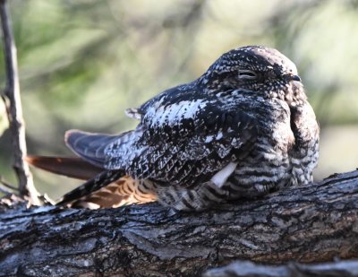 Common Nighthawk