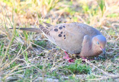 Mourning Dove