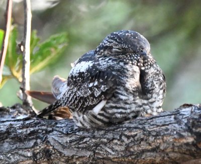 Common Nighthawk