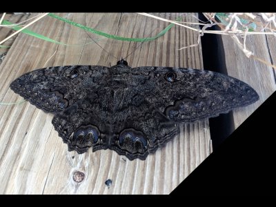 Black Witch moth, according to Wikipedia, the erebid (family) moth Ascalapha odorata, is a large bat-shaped dark-colored nocturnal moth, found from Brazil to the southern United States; it is the largest noctuid (superfamily) found in the continental US.