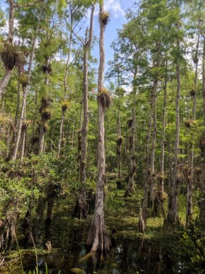 Trees of the Everglades