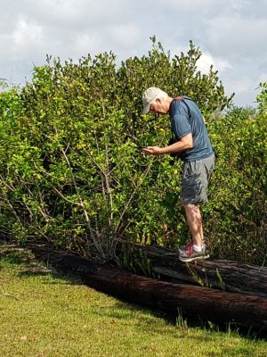 ...but I was just standing on a border to try to get a better look at Snail Kites--or to get better phone reception.
