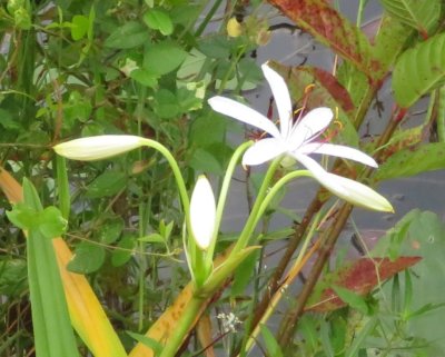 A white flower