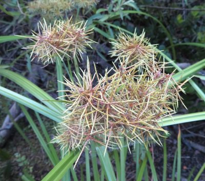 Sedge