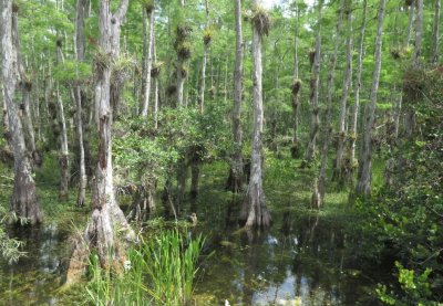 We drove farther west and left the highway for the Big Cypress National Preserve Loop Road. We passed Lucky Cole's and came to an area known as Sweetwater Slough.