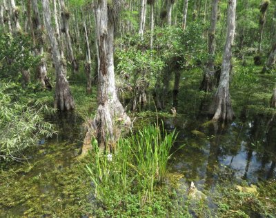 Big Cypress National Preserve