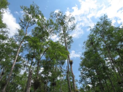 Big Cypress National Preserve