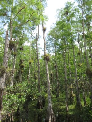 Big Cypress National Preserve