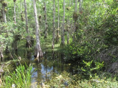 Big Cypress National Preserve