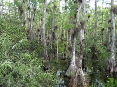 Big Cypress National Preserve