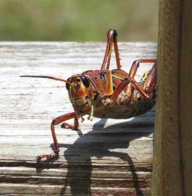 Mary's was enamored by a grasshopper on the porch of the cafe.