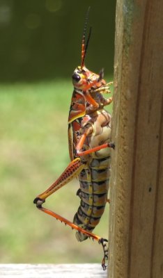 Florida grasshopper