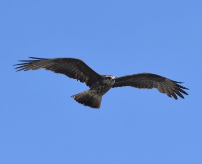 Adult female Snail Kites have white on their faces.