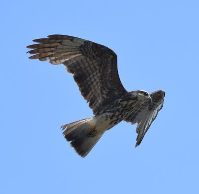 Snail Kite