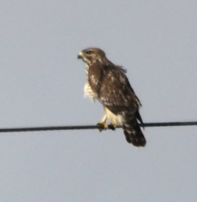 Pale south Floriday version of a Red-shouldered Hawk