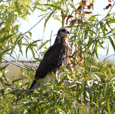 Snail Kite perched an willow along side the Tamiami Trail--this bird has a band on each leg.
